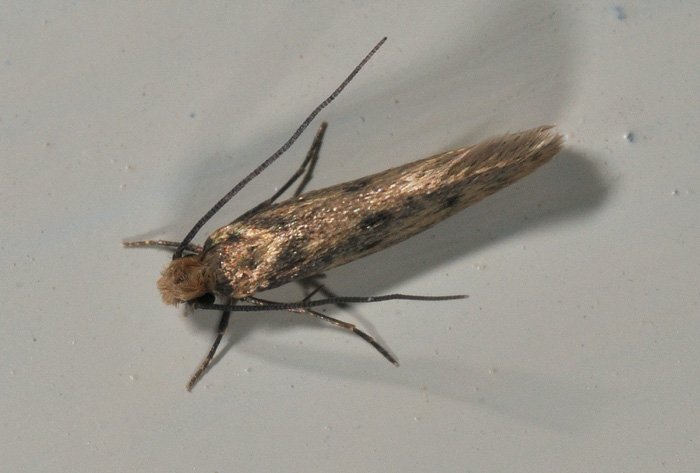 Tineidae 2